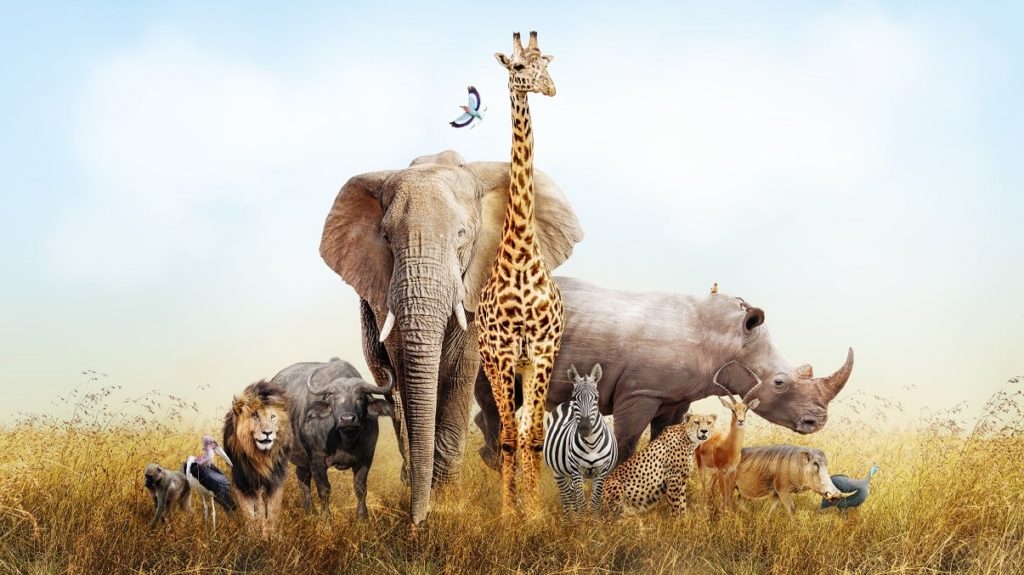 25 animales de la sabana africana y sus características
