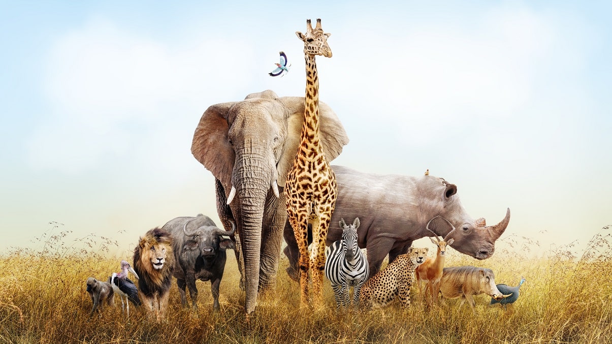 25 animales la sabana africana y características
