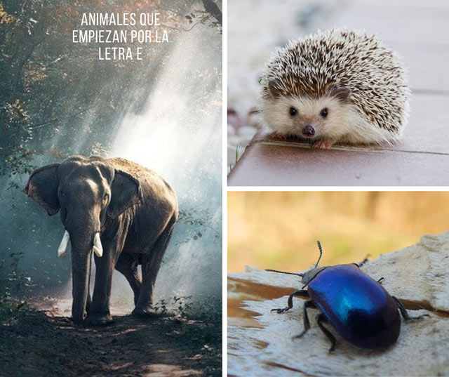 Lista de 25 animales que empiezan con E Lista de 25 animales que empiezan con E