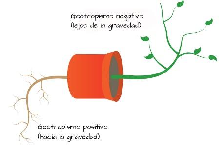 Produce el gravitropismo