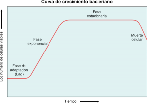 Crecimiento bacteriano: curva, fases, factores