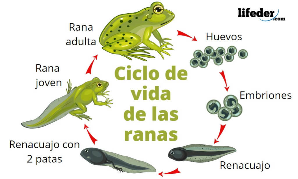 Ciclo de vida de la rana: fases y sus características (con imágenes) -  Lifeder