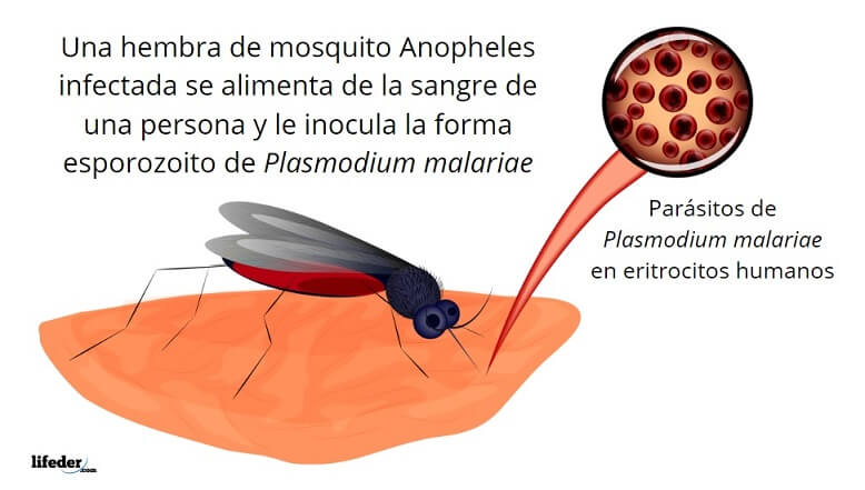 a malária plazmodium morfológiája)