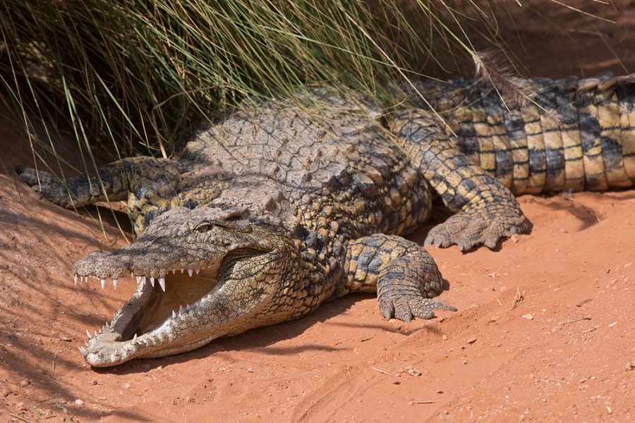 Ecosistema de agua dulce características, flora, fauna, ejemplos
