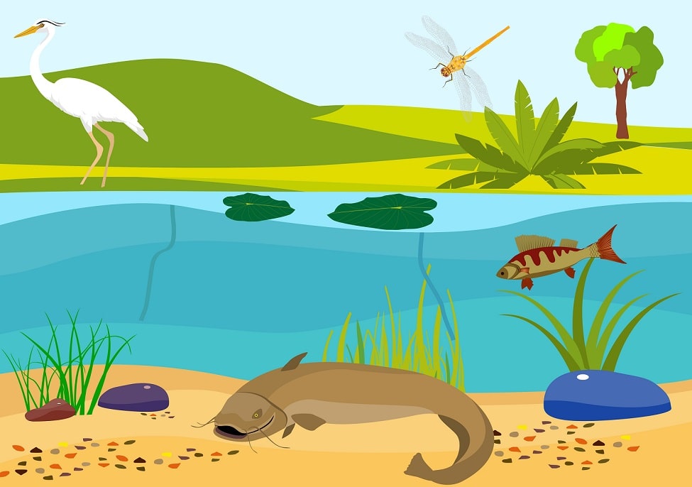  Ecosistema de agua dulce  características, flora, fauna, ejemplos