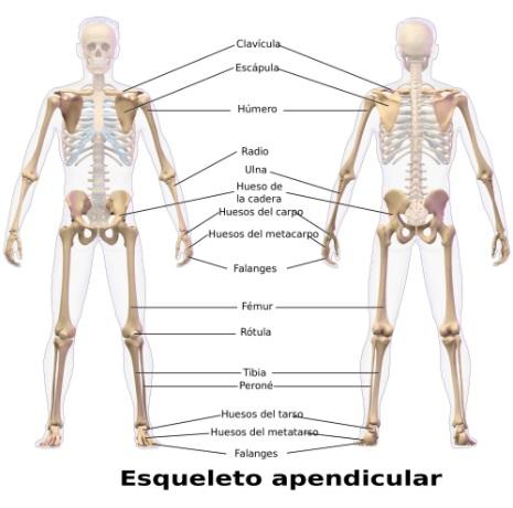 nombre de los huesos de las extremidades exteriores