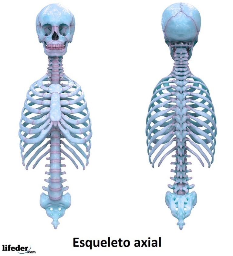 Esqueleto axial: concepto funciones huesos articulaciones
