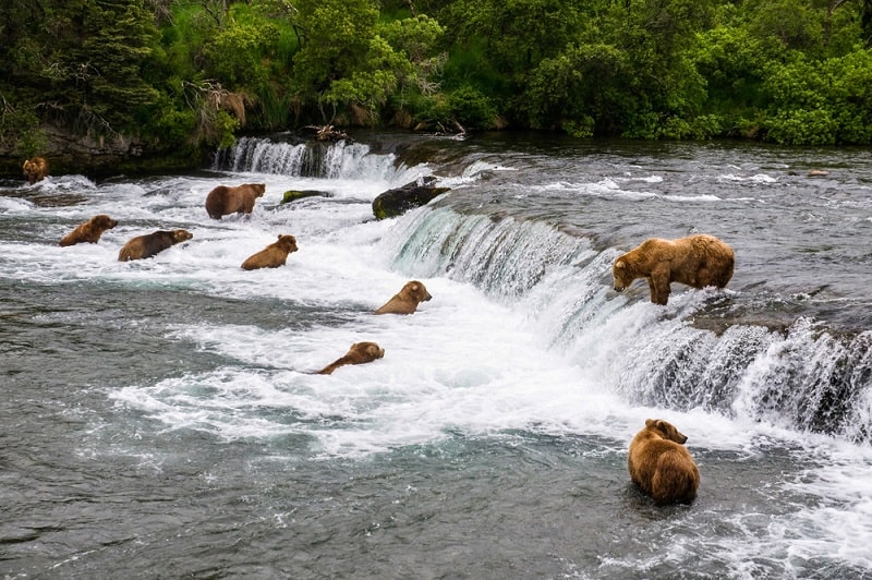 ecosistema de agua dulce características flora fauna ejemplos