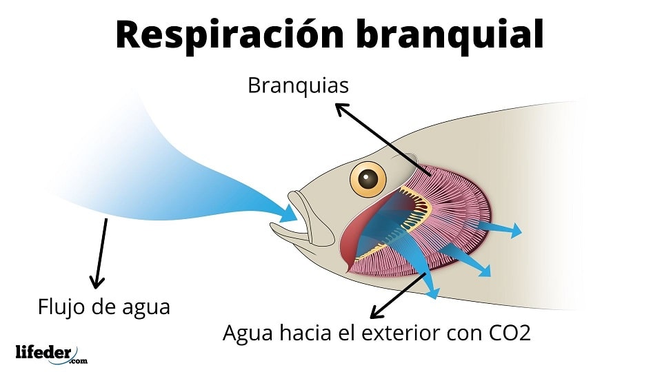 Respiración branquial cómo se realiza y ejemplos