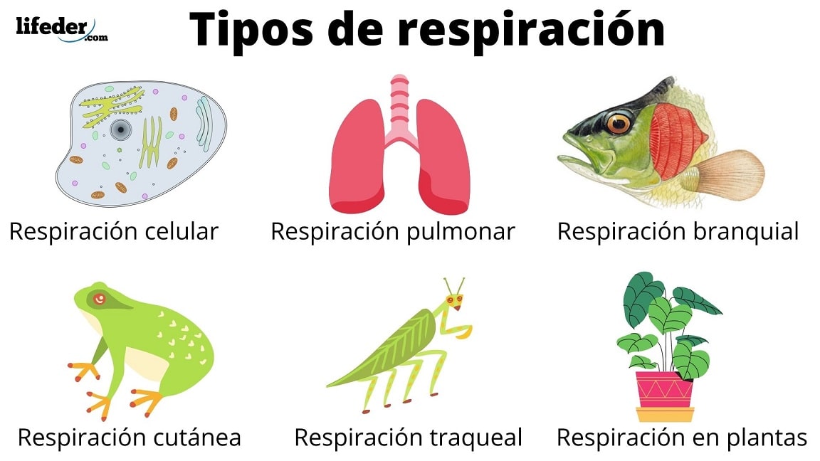 Tipos de respiración y sus características
