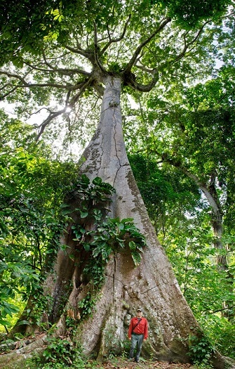 Bosque tropical: características, ubicación, clima, flora, fauna Bosque tropical: características, ubicación, clima, flora, fauna
