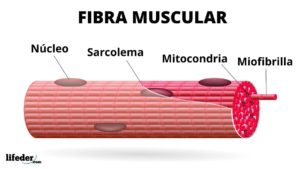 Fibra muscular: estructura, tipos y funciones
