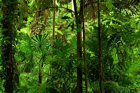 Bosque tropical: características, ubicación, clima, flora, fauna