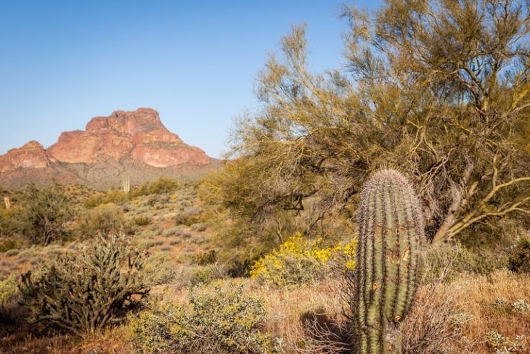 Bosque espinoso: características, flora, fauna, clima