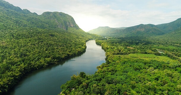 Bosque tropical: características, ubicación, clima, flora, fauna