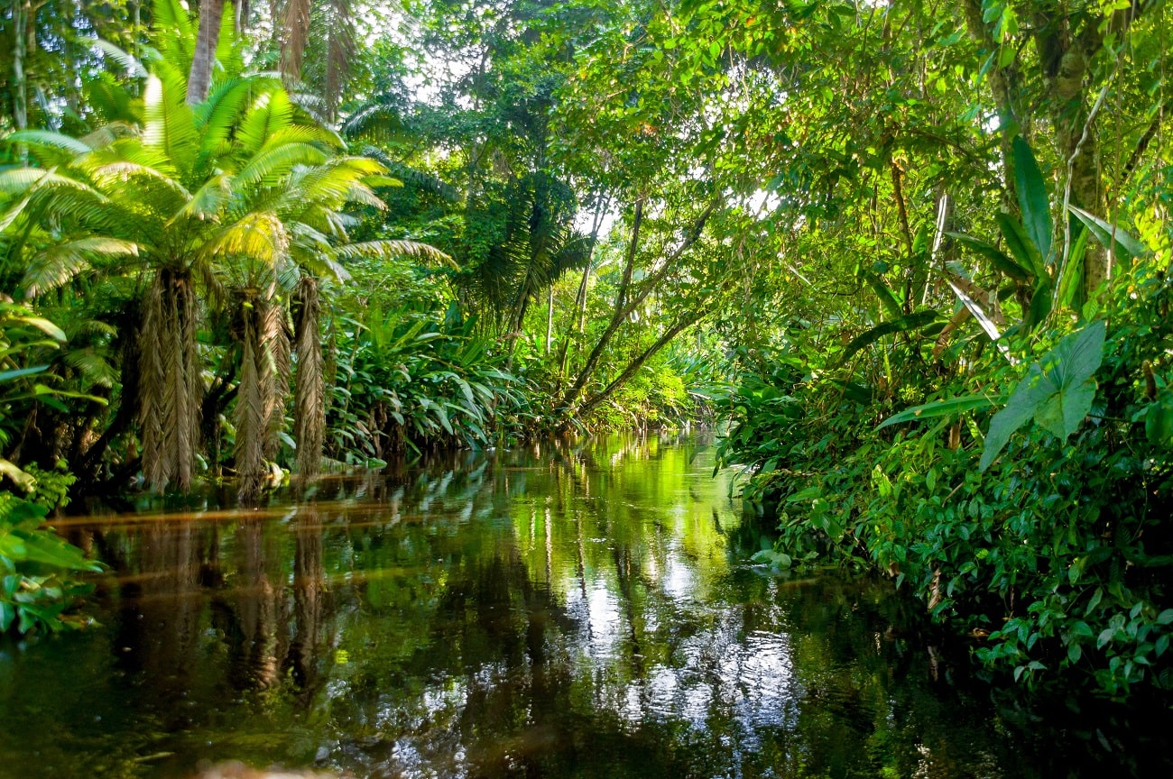 Selva Húmeda Qué Es Características Clima Flora Fauna Ubicación