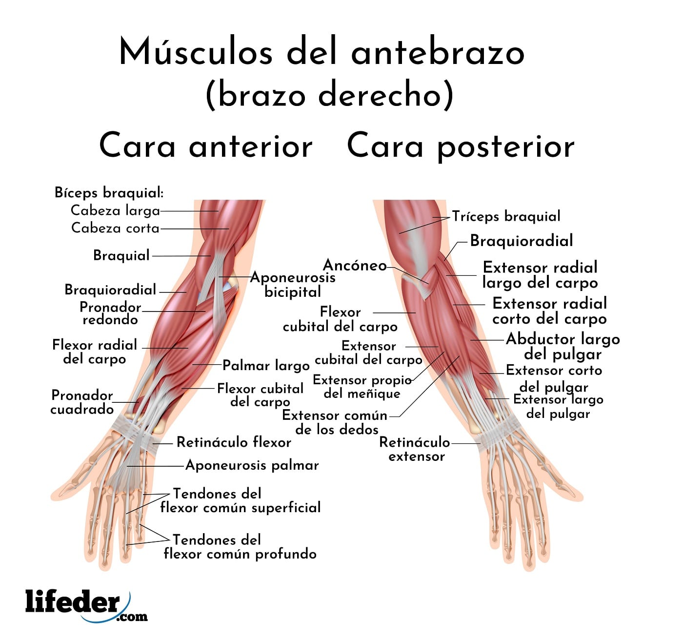 Músculos del brazo y antebrazo: descripción y funciones (imágenes)