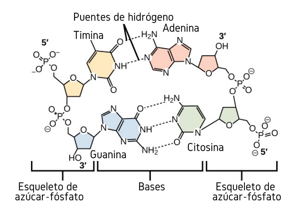 Тимин синтез. Гуанин 5 фосфат. Цитозин фосфат гуанозин. Аденин и Тимин водородная связь. Аденин диаграмма.