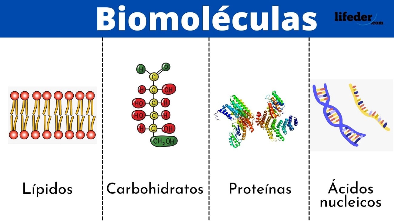 Biomoléculas: qué son, definición, tipos, funciones