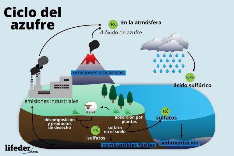 Ciclo del azufre características, etapas, importancia Ciclo del azufre características, etapas, importancia