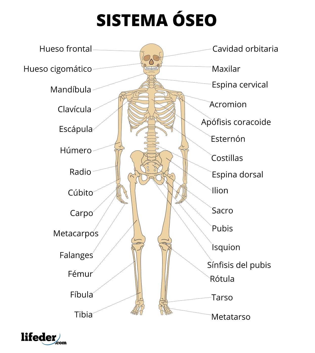 aparatul osteoarticular)