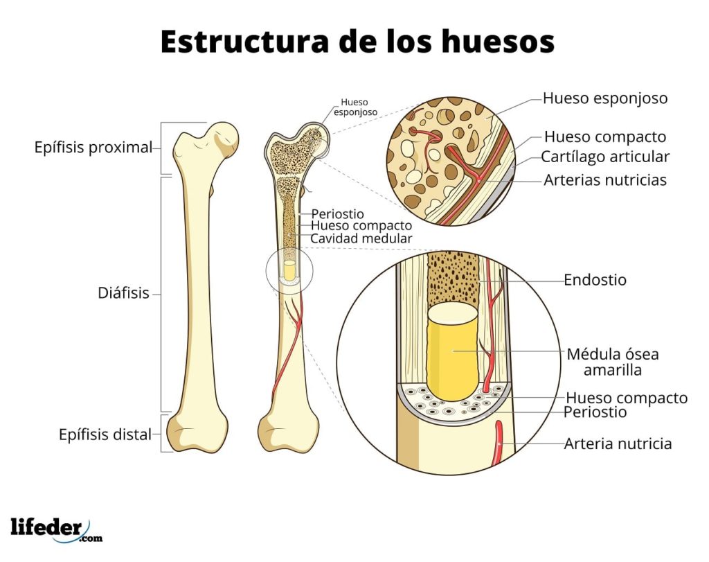 Sistema óseo Qué Es Funciones Partes Principales Huesos