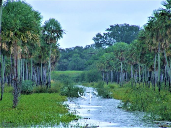 Bosque chaqueño: relieve, clima, flora, fauna
