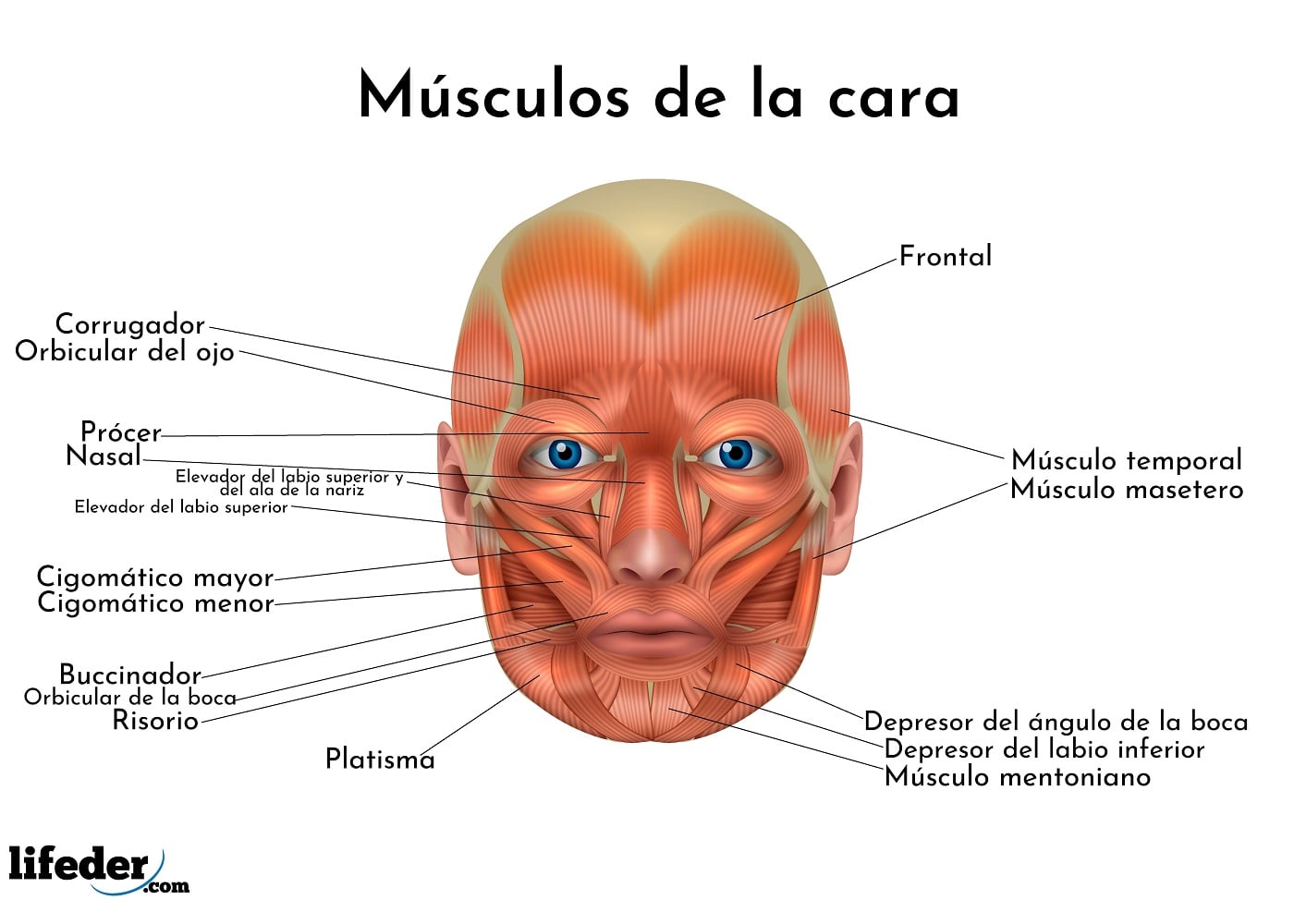Músculos de la cara descripción y funciones (con imágenes) Músculos de la cara descripción y funciones (con imágenes)