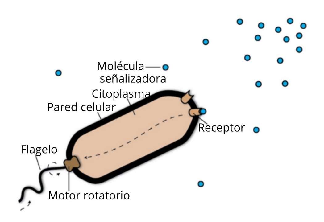 O Que E Quimiotaxia - RETOEDU