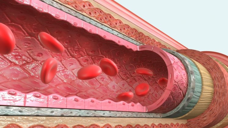 Vasodilatación: qué es, causas, tipos, efectos