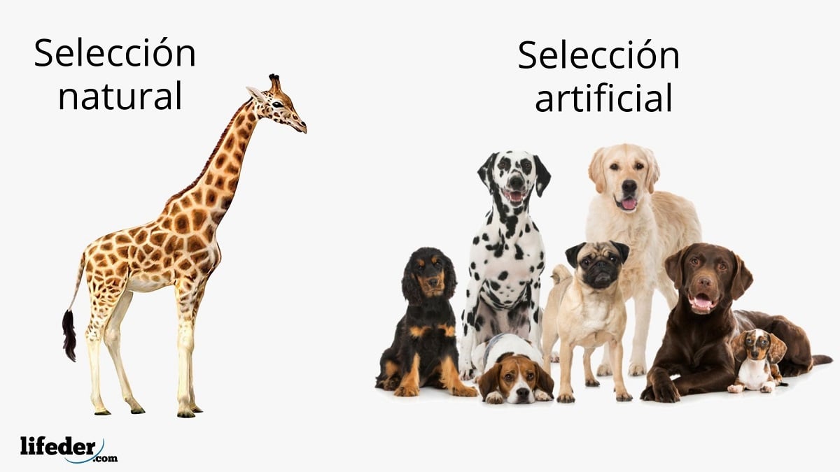 Selección artificial: cómo funciona, tipos, ejemplos