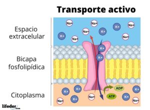 Transporte activo