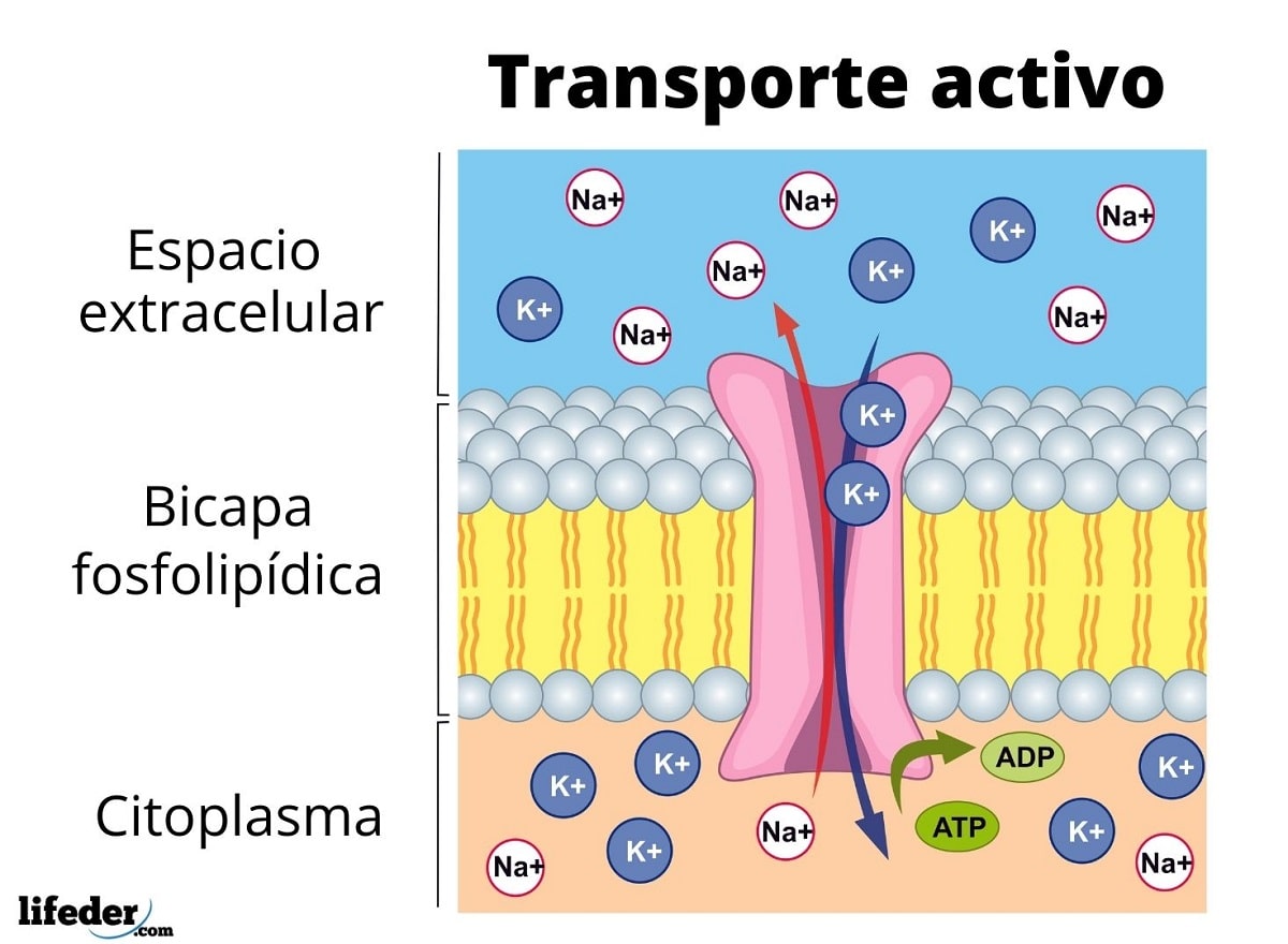 Transporte En La Membrana Citoplasmática Mind Map