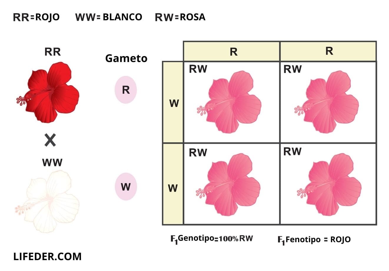 Cuadro De Plantas Cuadro De Plantas