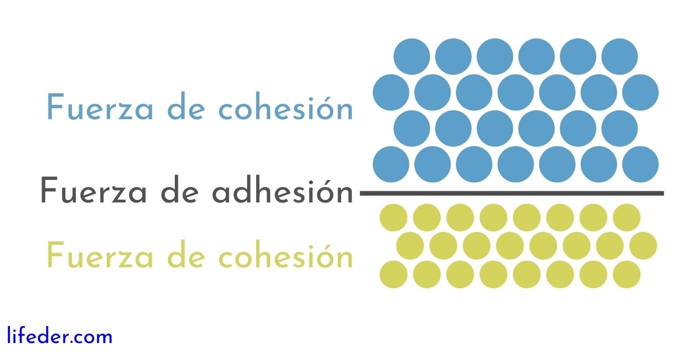 Fuerza de cohesión: concepto, características, ejemplos Fuerza de cohesión: concepto, características, ejemplos