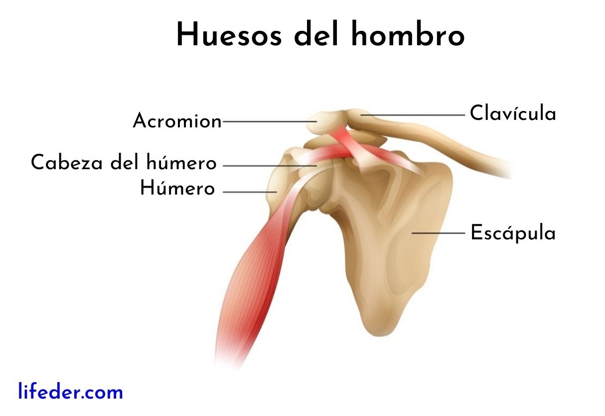 Músculos del hombro descripción y funciones (anteriores y posteriores) Músculos del hombro descripción y funciones (anteriores y posteriores)