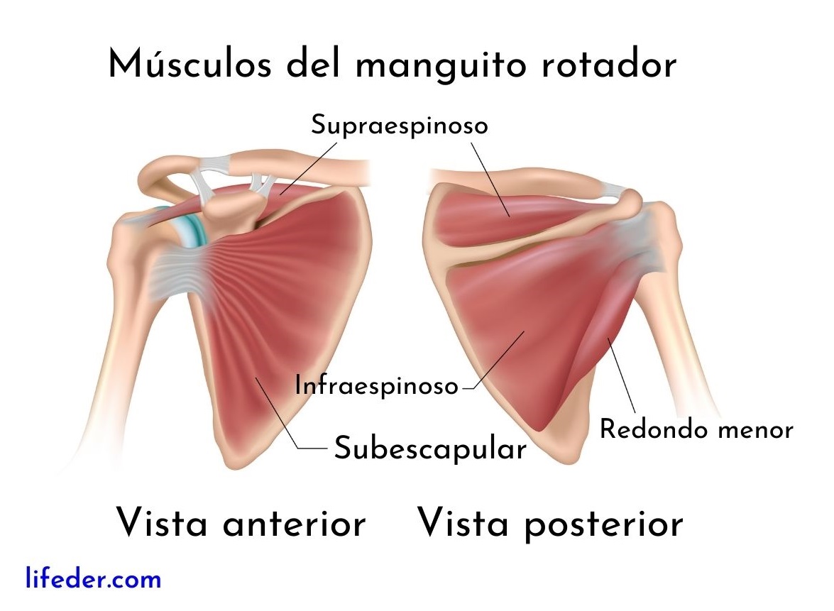 Músculos del hombro descripción y funciones (anteriores y posteriores) Músculos del hombro descripción y funciones (anteriores y posteriores)