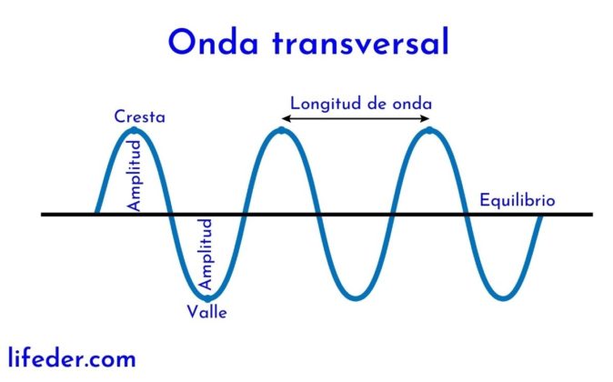 Onda transversal qué es, concepto, características, ejemplos