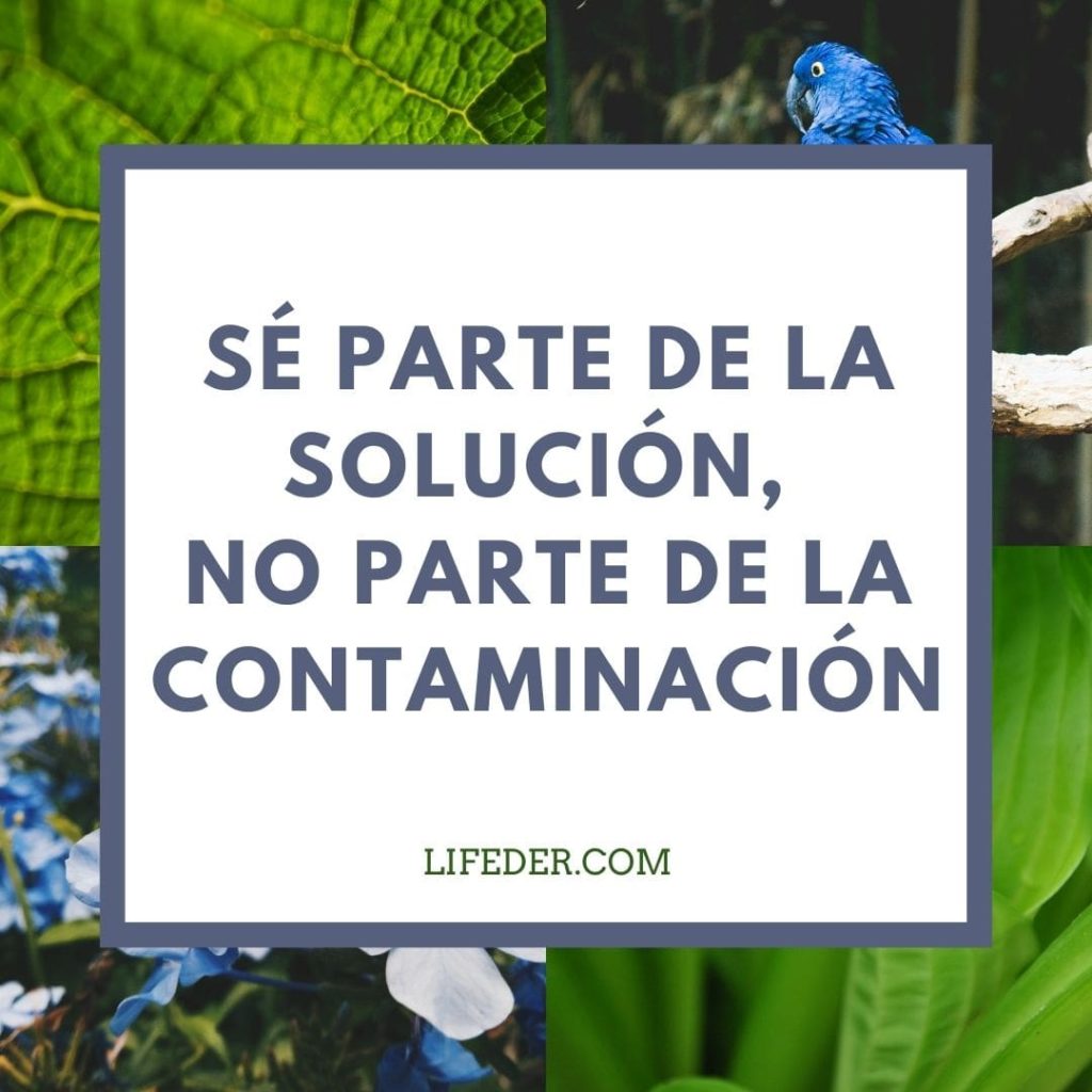 100 Frases para Cuidar el Medio Ambiente y la Naturaleza (Cortas)