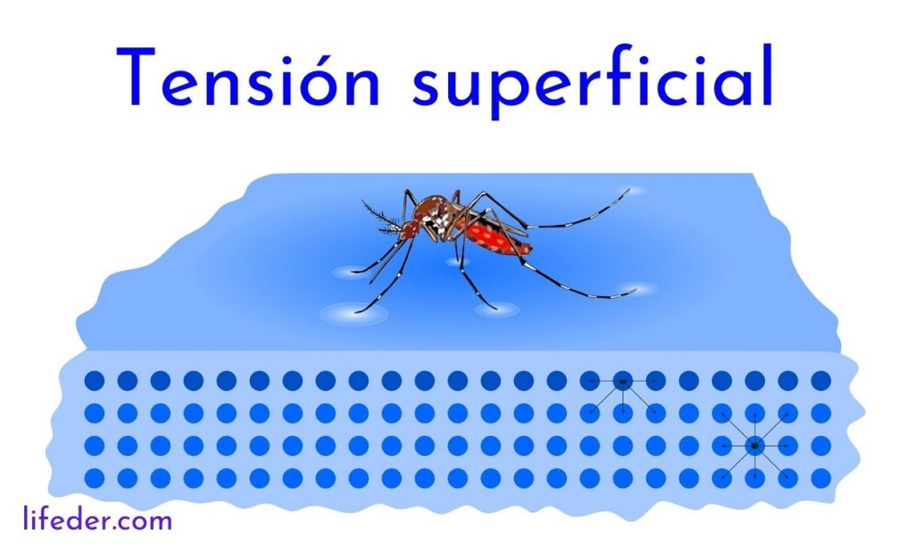 Fuerza de cohesión: concepto, características, ejemplos Fuerza de cohesión: concepto, características, ejemplos