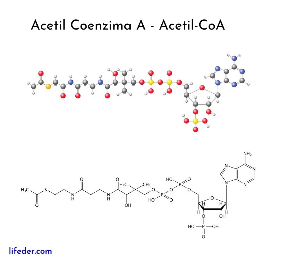 Metabolismo Del Acetil Coa