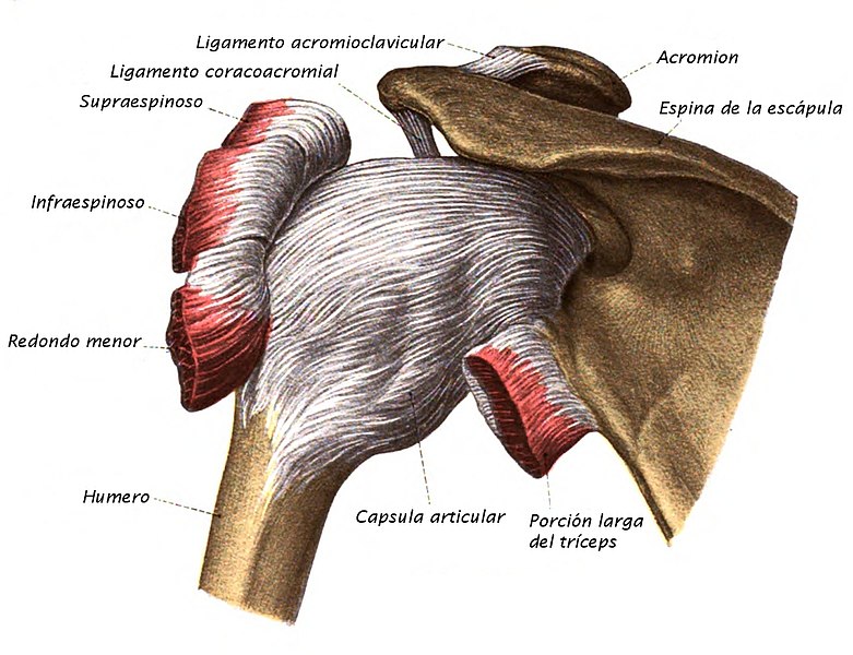 Articulación glenohumeral qué es, funciones, anatomía, planos, ejes Articulación glenohumeral qué es, funciones, anatomía, planos, ejes