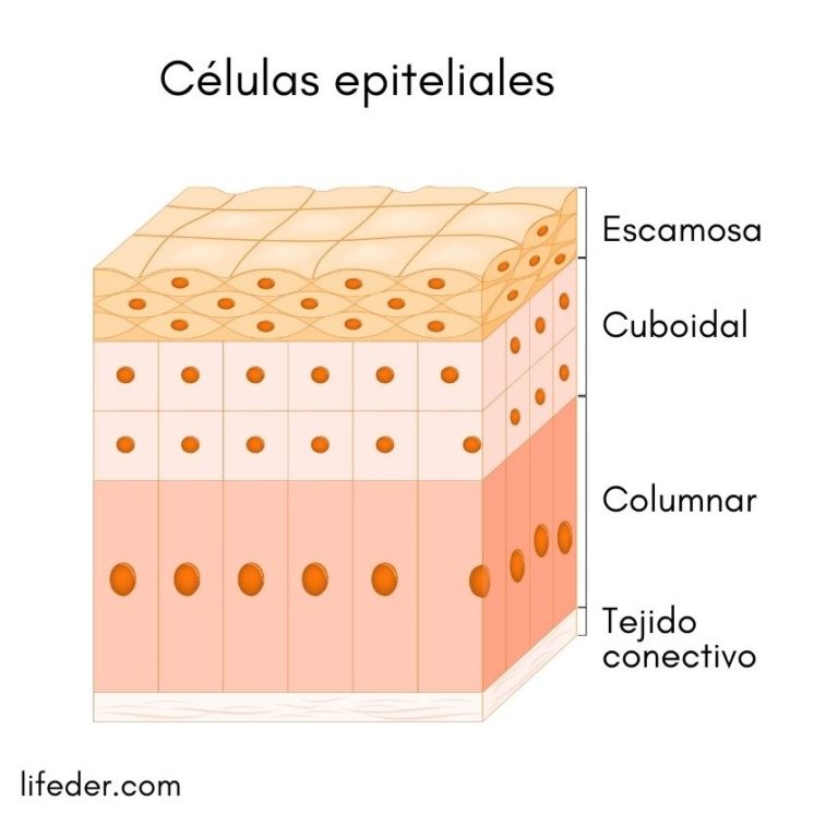 C Lulas Epiteliales Qu Son Caracter Sticas Estructura Tipos Funciones