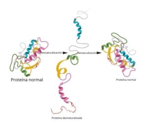 Desnaturalización de proteínas: qué es, factores, consecuencias