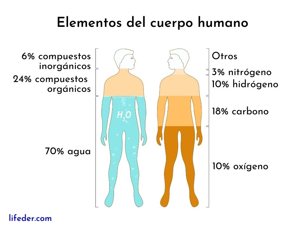 Cual es el porcentaje de agua en el cuerpo humano