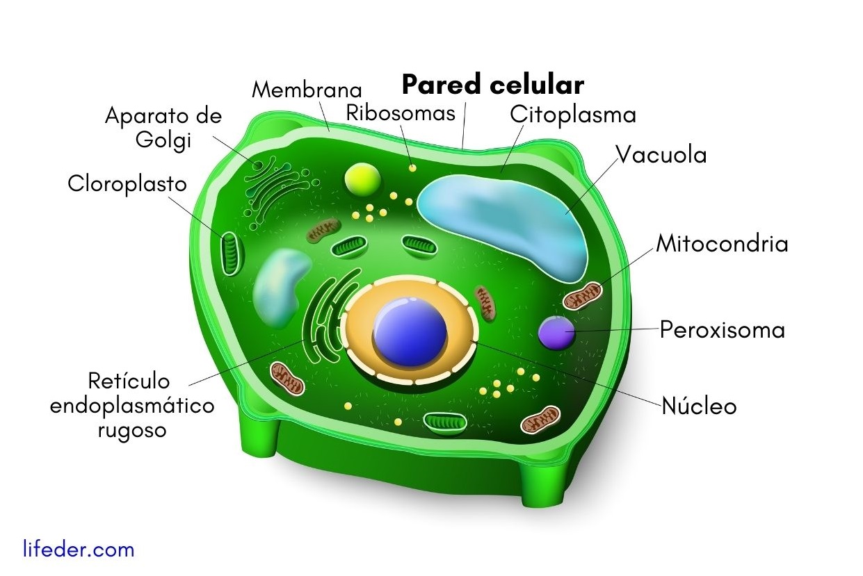 Pared celular: qué es, características, funciones, estructura