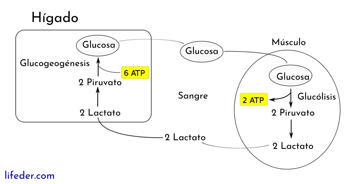 Ciclo De Cori Que Es Etapas Importancia