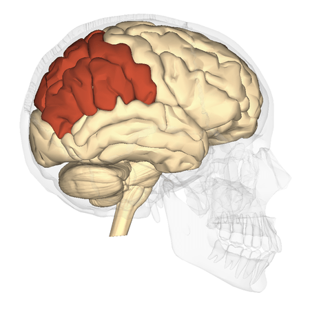 Cerebro Humano Funciones Y Partes Con Imágenes - 