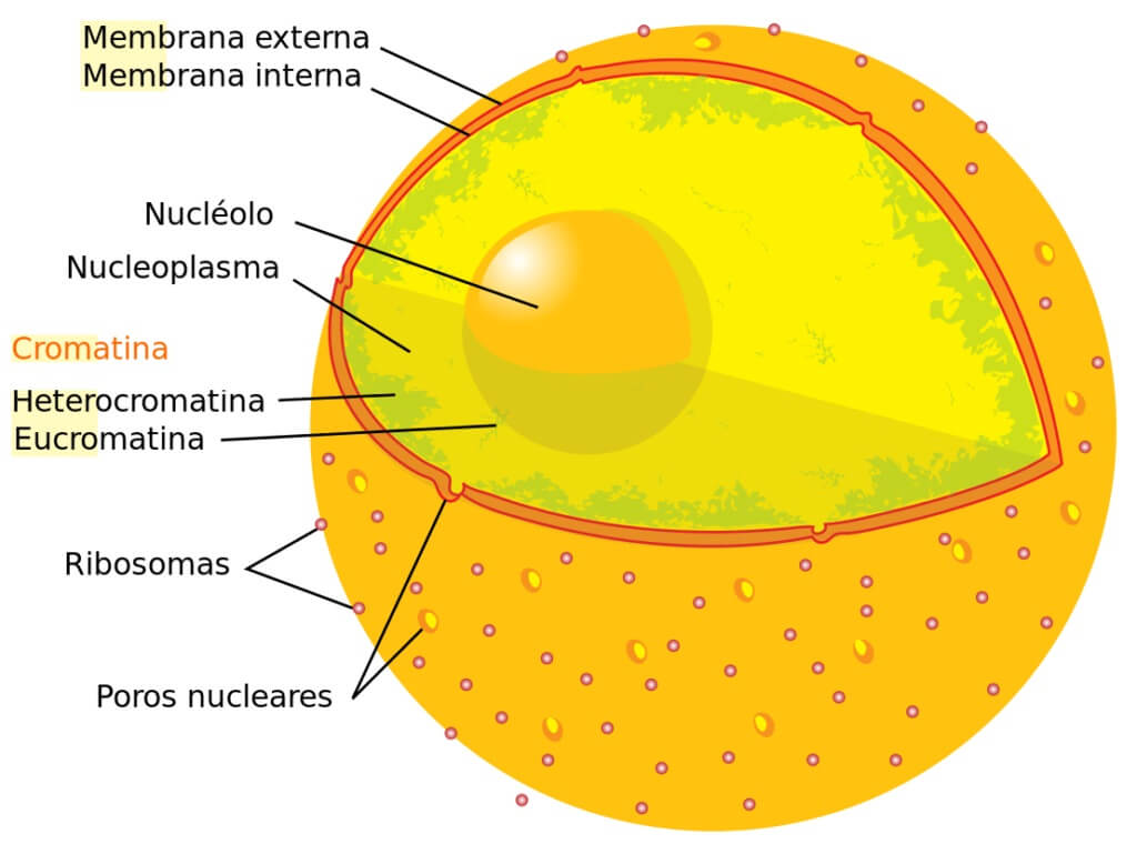 Que Es Un Nucleo Ifylomi