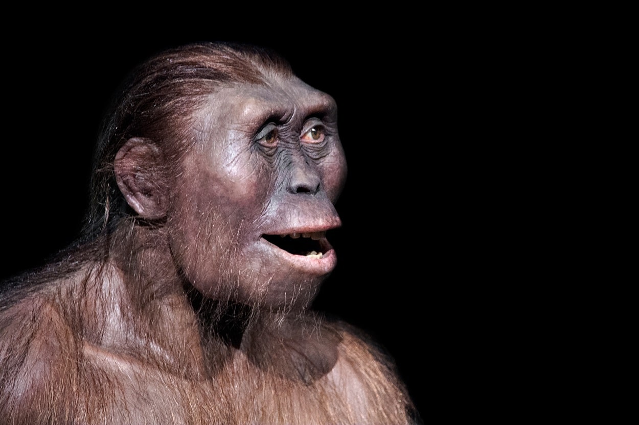 Australopithecus afarensis qué es, características, hábitat, alimentación